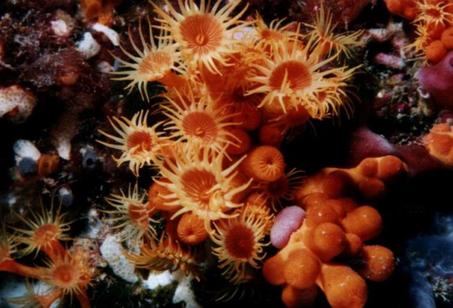 les-criques-de-porteil-notre-region-decouverte-RESERVE-CERBERE-BANYULS